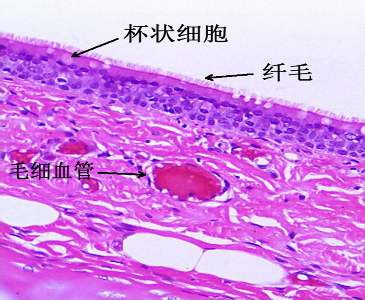 博彩公司排名
